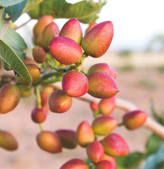 The Magic of California Pistachios: A Nutty Delight for Your Taste Buds